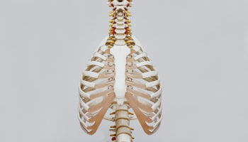 a skeleton of a human body