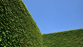 a wall of ivy and a blue sky