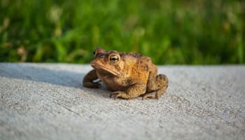 a frog on a concrete surface