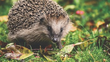 a hedgehog in the grass