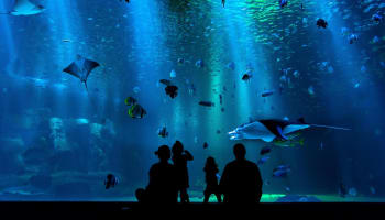 people looking at fish in a tank