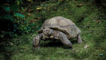 a turtle walking on grass