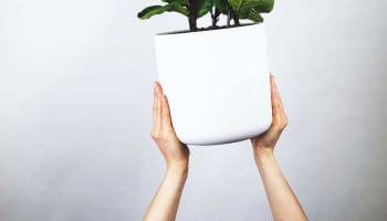 a plant in a white pot