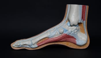 a model of a foot