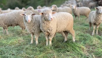 a group of sheep standing in grass