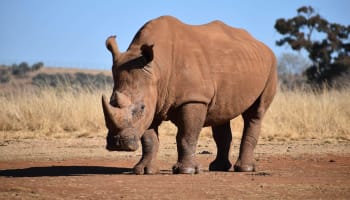 a rhinoceros standing on dirt