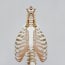 a skeleton of a human body