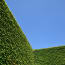 a wall of ivy and a blue sky