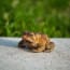 a frog on a concrete surface