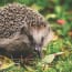 a hedgehog in the grass