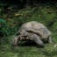 a turtle walking on grass