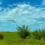 windmills in a field