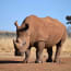 a rhinoceros standing on dirt