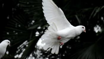 a white bird flying in the air