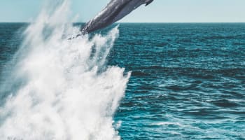 a dolphin jumping out of the water
