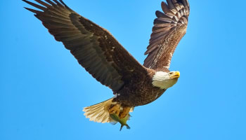 a bald eagle flying in the sky