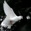 a white bird flying in the air