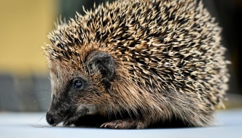 a close up of a hedgehog