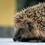 a close up of a hedgehog