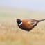 a bird standing in a field