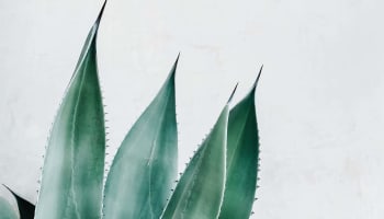 a close up of a plant