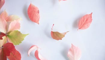 a group of pink and green leaves