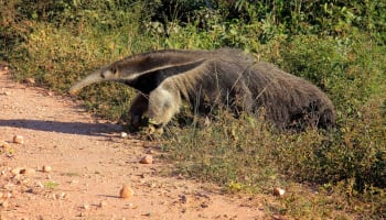 an anteater walking on a dirt road