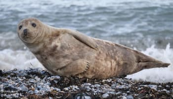 a seal lying on a rocky beach