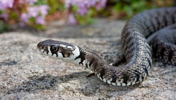 a snake on a rock