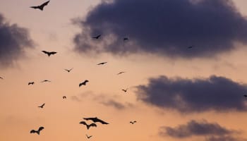 a group of bats flying in the sky