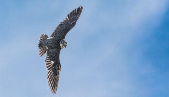 a bird flying in the sky