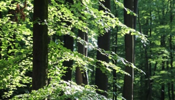 a group of trees in the forest