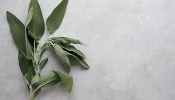 green leaves on a gray surface