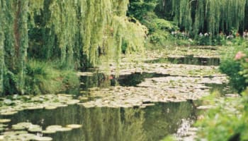 a pond with lily pads and trees