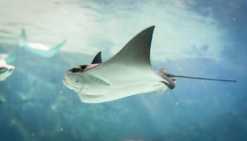 a stingray swimming in water