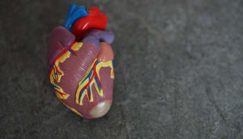 a model of a heart