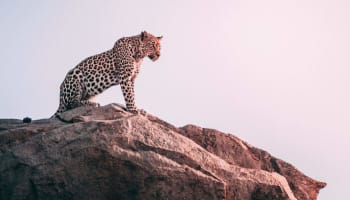 a cheetah standing on a rock