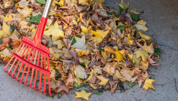 a pile of leaves with a rake