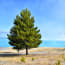 a tree next to a road