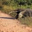 an anteater walking on a dirt road