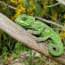 a green lizard on a branch
