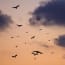 a group of bats flying in the sky