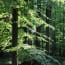 a group of trees in the forest