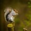 a squirrel on a branch