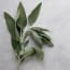 green leaves on a gray surface