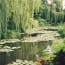 a pond with lily pads and trees