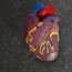 a model of a heart