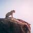 a cheetah standing on a rock