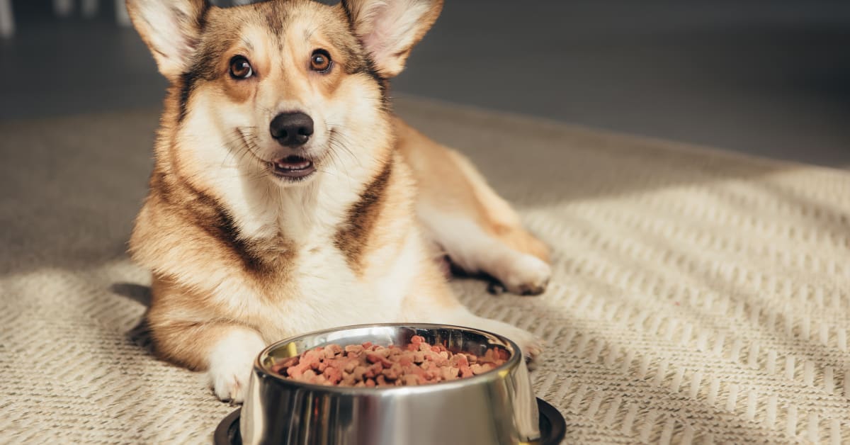 Did You Purchase Darwin’s Natural Pet Products? Did You Purchase Darwin’s Natural Pet Products?