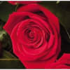 12 Roses ( medium stemmed ) Online